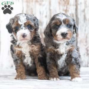 Findley, Mini Bernedoodle Puppy